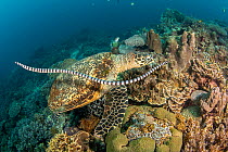 Banded yellowlip sea snake (Laticauda colubrina) swimming over a critically endangered Hawksbill turtle (Eretmochelys imbricata) on a reef, Philippines, Pacific Ocean.
