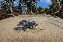 Green sea turtle (Chelonia mydas), hatchling, making it's way across the beach to the ocean, Yap, Micronesia, Pacific Ocean.