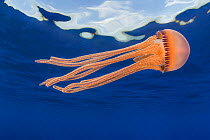 Jellyfish (Thysanostoma sp.) juvenile,  drifting near the surface, Hawaii, Pacific Ocean.
