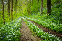 Track leading through broadleaf woodland in springtime with Wild garlic (Allium ursinum) and Bluebells (Hyacinthoides non-scripta) flowering in the undergrowth, Milton Abbas, Dorset, UK. May.