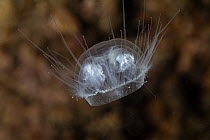 Freshwater jellyfish (Craspedacusta sowerbii), an invasive species, portrait, Lugano lake, Ticino, Switzerland.