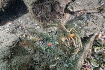 Male Freshwater blenny (Salaria fluviatilis) alongside aand North American crayfish (Orconectes Limosus), an invasive species, Lugano lake, Ticino, Switzerland.