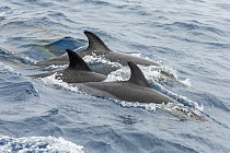 Common dolphin pod (Delphinus delphis) at sea surface. Horta island, Azores, Atlantic Ocean.