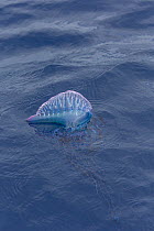 Portuguese Man o' war (Physalia physalis) floating on sea surface. Azores, Atlantic Ocean.