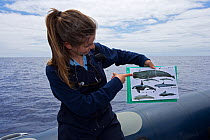 Whale watching tour guide showing different whales that can be seen in area. Pico island, Azores, Atlantic Ocean.