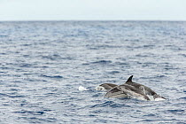 Common dolphin (Delphinus delphis) female with calf,porpoising, Horta island, Azores, Atlantic Ocean.