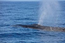 Sei whale (Balaenoptera borealis) blowing  at sea surface, Azores, Atlantic Ocean.