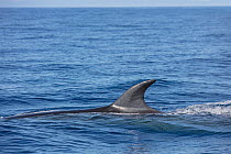 Sei whale (Balaenoptera borealis) at sea surface. Azores, Atlantic Ocean.
