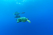 Loggerhead sea turtle (Caretta caretta) accompanied by Imperial blackfish (Schedophilus ovalis) and Pilot fish (Naucrates ductor)  Vulnerable (IUCN). Azores, Atlantic Ocean.