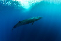 Sei whale (Balaenoptera borealis) swimming near sea surface. Azores, Atlantic Ocean.