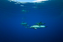 Common dolphin (Delphinus delphis) pod swimming near sea surface, Azores, Atlantic Ocean.