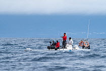 Film crew on zodiac boat following Blue whale (Balaenoptera musculus). Azores, Atlantic Ocean.