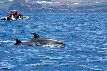 Whale watching boat observing two Common bottlenose dolphins (Tursiops truncatus) porpoising, Azores, Atlantic Ocean.