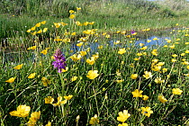 Southern marsh orchid (Dactylorhiza praetermissa) flowering among Meadow buttercups (Ranunculus acris) near a flooded pool in a dune slack, Kenfig National Nature Reserve, Glamorgan, Wales, UK, June.