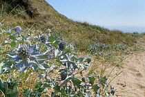 Sea holly (Eryngium maritimum) flowering on coastal sand dunes, Kenfig National Nature Reserve, Glamorgan, Wales, UK, July.