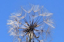 Meadow salsify / Meadow goat's-beard (Tragopogon pratensis) seedhead against blue sky, Kenfig National Nature Reserve, Glamorgan, Wales, UK, July.