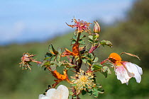 Burnet rose (Rosa pimpinellifolia) covered with Rust fungus (Phragmidium rosae-pimpinellifoliae), on sand dunes, Kenfig National Nature Reserve, Glamorgan, Wales, UK, June.