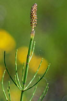 Marsh horsetail  (Equisetum palustre) with mature spore cone in a marshy meadow, Kenfig National Nature Reserve, Glamorgan, Wales, UK, May.
