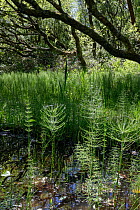 Common horsetail (Equisetum arvense) dense stand of sterile stems around pool margin in damp deciduous woodland, Kenfig National Nature Reserve, Glamorgan, Wales, UK, May.