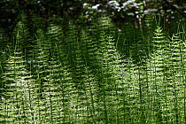 Common horsetail (Equisetum arvense) dense stand of sterile stems in damp deciduous woodland, Kenfig National Nature Reserve, Glamorgan, Wales, UK, May.