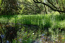 Common horsetail (Equisetum arvense) dense stand of sterile stems in around pool margin in damp deciduous woodland, Kenfig National Nature Reserve, Glamorgan, Wales, UK, May.