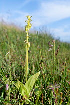 Fen orchid (Liparis loeselii) flowering in a marshy dune slack, Kenfig National Nature Reserve, Glamorgan, Wales, UK, July.