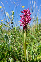 Early marsh orchid (Dactylorhiza incarnata coccinea) flowering in a sand dune slack, Kenfig National Nature Reserve, Glamorgan, Wales, UK, June.