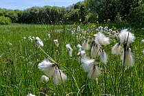 Common cottongrass (Eriophorum angustifolium) with fruiting flowerheads in a damp meadow bordering Kenfig Pool, Kenfig National Nature Reserve, Glamorgan, Wales, UK, June.