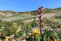 Common o/ Lesser broomrape (Orobanche minor) flowering on coastal sand dunes near Birdsfoot trefoil (Lotus corniculatus) a major host species for this parasitic plant, Kenfig National Nature Reserve,...