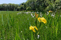 Yellow flag iris (Iris pseudacorus) and Common cottongrass (Eriophorum angustifolium) flowering in a damp meadow bordering Kenfig Pool, Kenfig National Nature Reserve, Glamorgan, Wales, UK, June.