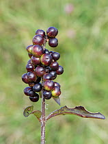 Wild privet (Ligustrum vulgare)  cluster of  ripe berries, Kenfig National Nature Reserve, Glamorgan, Wales, UK, September.