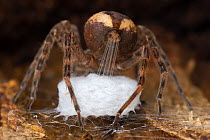 Female Fishing spider (Dolomedes scriptus) stretching strands of silk from her spinnerets for weaving into her egg sac, Ontario, Canada. September.  Winner of Invertebrates Category in the Wildlife Ph...