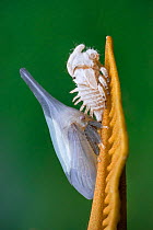 Membracid treehopper (Enchenopa albidorsa) moulting into adult stage on a leaf, Jatun Sacha Biological Station, Napo province, Amazon basin, Ecuador.