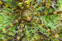 Two-tailed spider (Hersiliidae) resting on lichen-covered tree trunk, Punta Gorda, Belize.