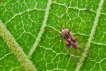 Lace bug (Tingidae) on the underside of a leaf, Mindo, Ecuador. Focus-stacked.