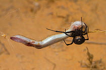 Desert black widow (Latrodectus revivensis) on its web, preying on Wedge-snouted skink (Sphenops sepsoides) in the desert, Western Negev Desert, Israel.