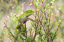 Jewelled gecko (Naultinus gemmeus) sitting in a bush, Otago Peninsula, New Zealand. Endangered.