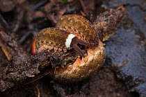 Velvet worm (Oroperipatus ecuadoriensis) juvenile,  curled around a twig ready to ambush prey, Jatun Sacha Biological Station, Napo province, Amazon basin, Ecuador.