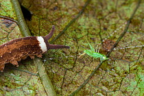 Velvet worm (Oroperipatus ecuadoriensis) hunting a Katydid (Tettigoniidae) nymph on a leaf, Jatun Sacha Biological Station, Napo province, Amazon basin, Ecuador.