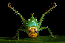 Spiny devil katydid (Panacanthus cuspidatus) defensive display, Jatun Sacha Biological Station, Napo province, Amazon basin, Ecuador.