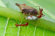 Ant (Pheidole biconstricta) workers tending to a mite-bearing Membracid treehopper (Membracidae) which is guarding its eggs, Mindo, Ecuador.