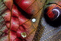 Leaf-mimicking katydid (Pterochroza ocellata) wing detail, showing eyespots and aposematic colouration, Jatun Sacha Biological Station, Napo province, Amazon basin, Ecuador.