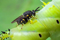 Chalcidid wasp (Chalcididae) preparing to inject eggs into a Hawkmoth (Sphingidae) caterpillar, Mindo, Ecuador.
