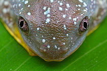 Fringe tree frog (Cruziohyla craspedopus) juvenile, head portrait, Jatun Sacha Biological Station, Napo province, Amazon basin, Ecuador.