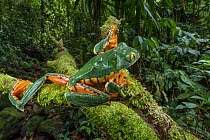Sylvia's tree frog (Cruziohyla sylviae) climbing on a moss-covered branch in the rainforest, Guayacan Rainforest Reserve, Limon Province, Costa Rica.