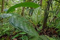 Female Leaf-mimicking katydid (Cycloptera sp.) camouflaged on a bush in rainforest, Jatun Sacha Biological Station, Napo province, Amazon basin, Ecuador.