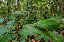 Female Leaf-mimicking katydid (Cycloptera sp.) camouflaged on a bush in rainforest, Jatun Sacha Biological Station, Napo province, Amazon basin, Ecuador.