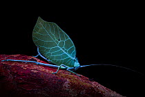 Leaf-mimicking katydid (Cycloptera sp.) displaying UV fluorescence at night in the rainforest, Jatun Sacha Biological Station, Napo province, Amazon basin, Ecuador.