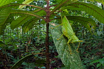 Female Spiny devil katydid (Panacanthus cuspidatus) camouflaged on a bush in rainforest, Jatun Sacha Biological Station, Napo province, Amazon basin, Ecuador.