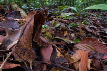 South American common toad (Rhinella margaritifera) camouflaged in the rainforest leaf litter, Jatun Sacha Biological Station, Napo province, Amazon basin, Ecuador.
